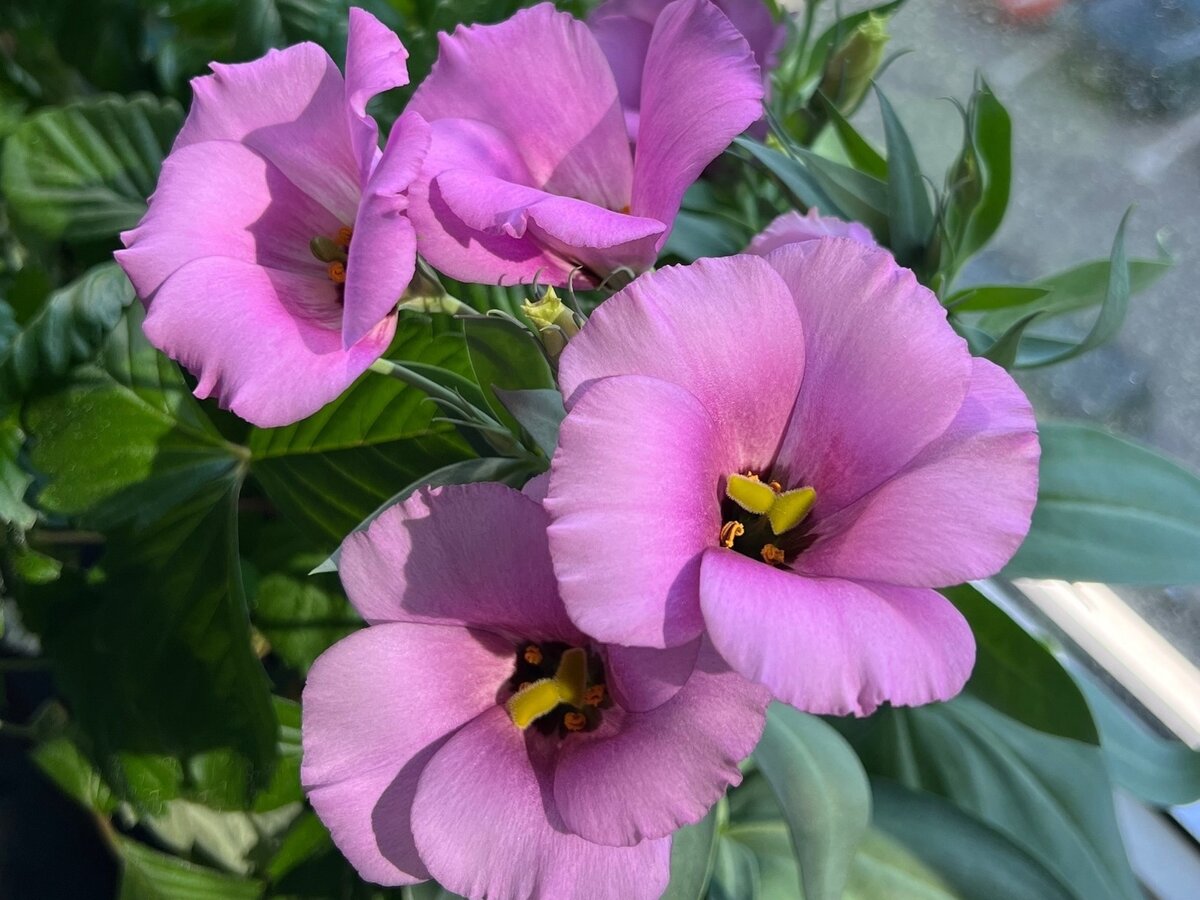 Эустомы горшечные Кармен Лилак