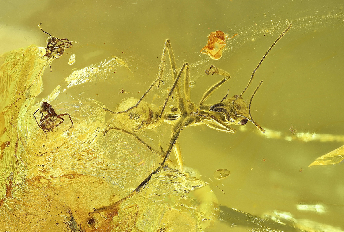 Похоже на фото в слоумо от эпичного взрыва. Фото: PaleoEcoAnt Lab.