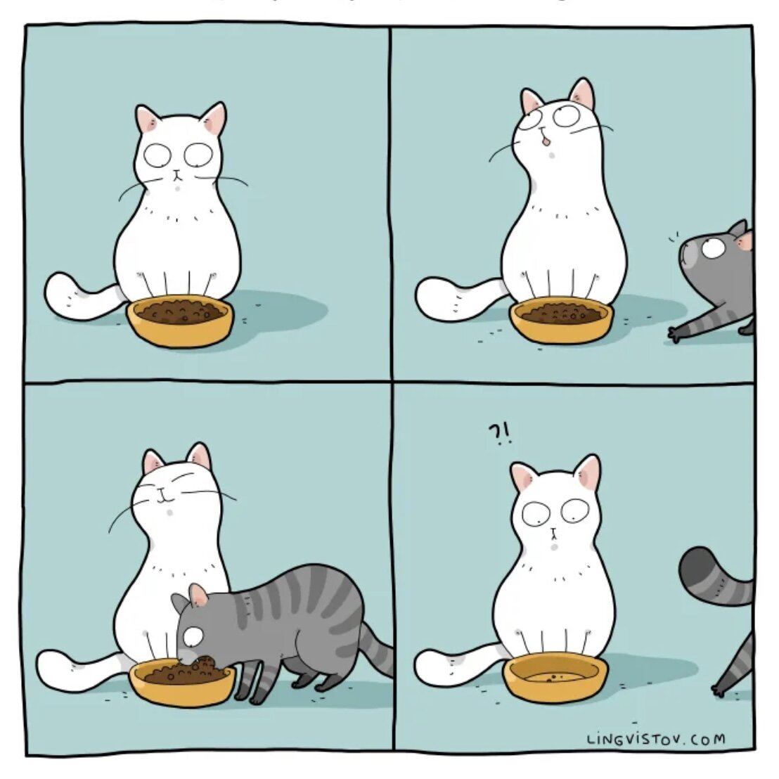 день из жизни кошки