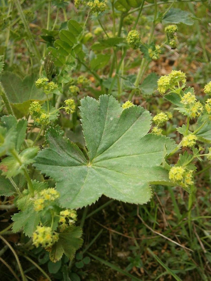 Манжетка Alchemilla epipsila