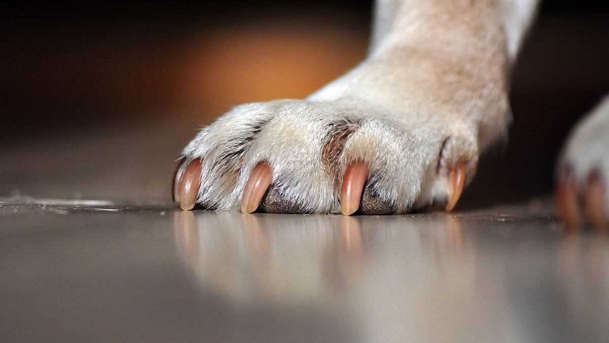    Лапа собаки со светло-коричневыми когтями:Pixabay