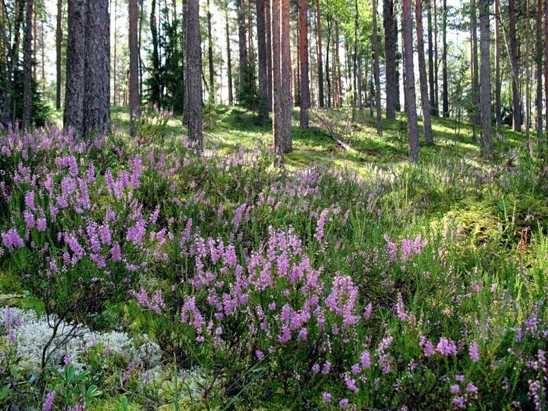 Багульник Вересковый