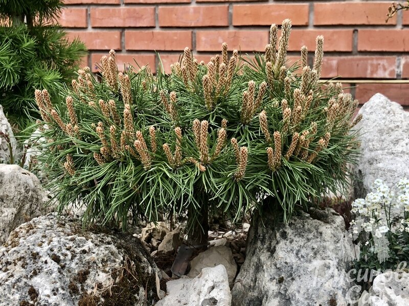 Друзья, привет! Сегодня я хочу поделиться с вами информацией о карликовых сортах горных сосен, которые идеально подходят для маленьких садов, альпийских горок или кашпо.-4