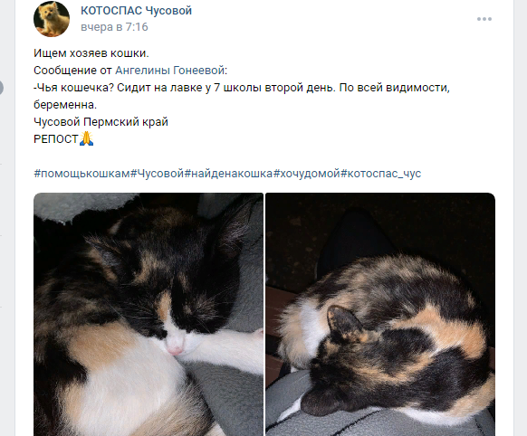 Кошка не уходила с лавочки, будто боялась, что если за ней вернутся, то вдруг её не найдут