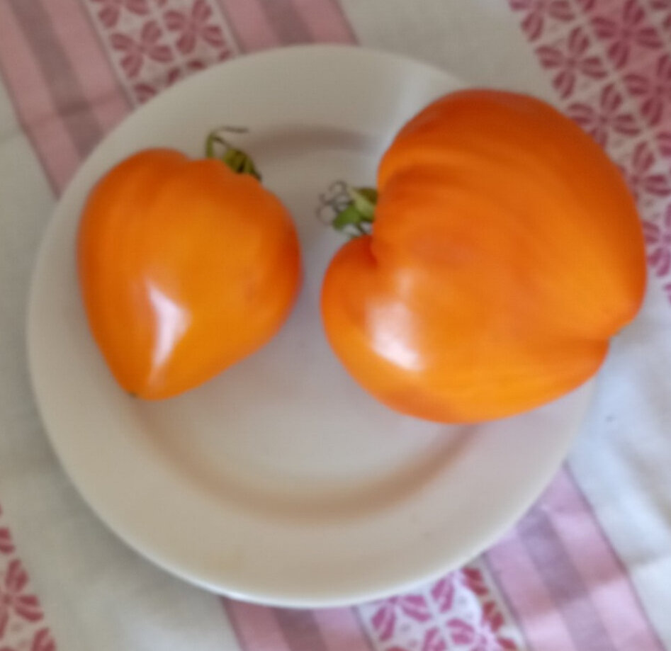 Томат минусинский лискин нос. Томат лискин нос. Томат лискин нос семена. Томаты лискин нос описание сорта. Томат оранжевое сердце лискин нос.