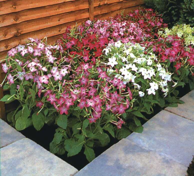 Табак душистый Nicotiana Avalon Mixed