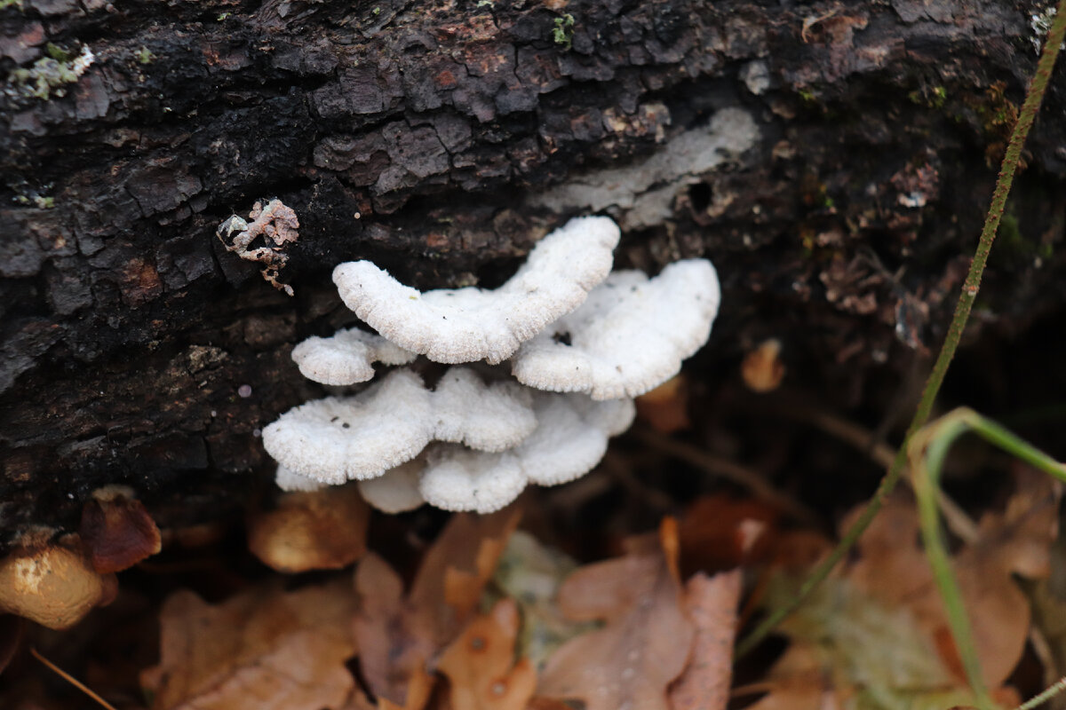 Щелелистник обыкновенный (Schizophyllum commune), один из самых распространённых грибов на Земле, его не найти разве что в Антарктиде.