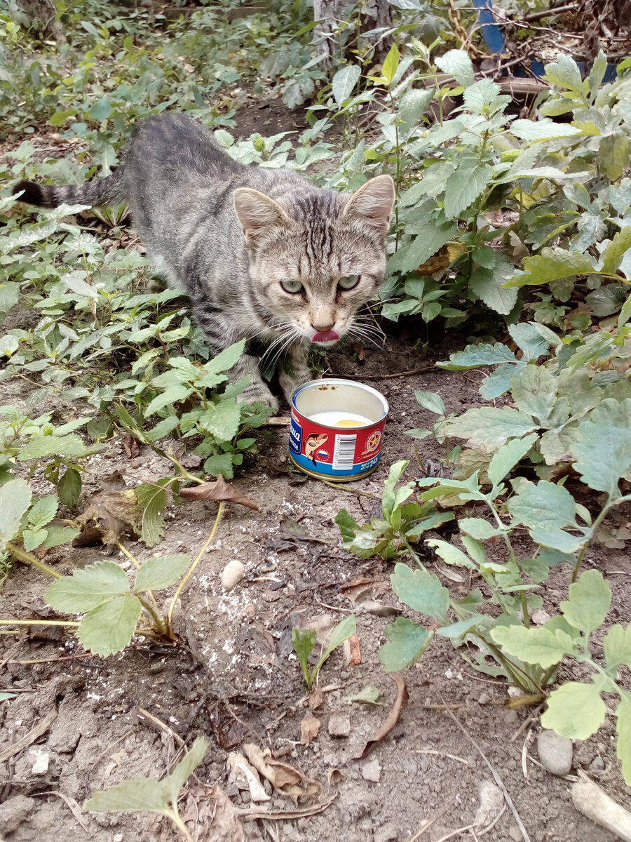 Друг Барсик, фото автора