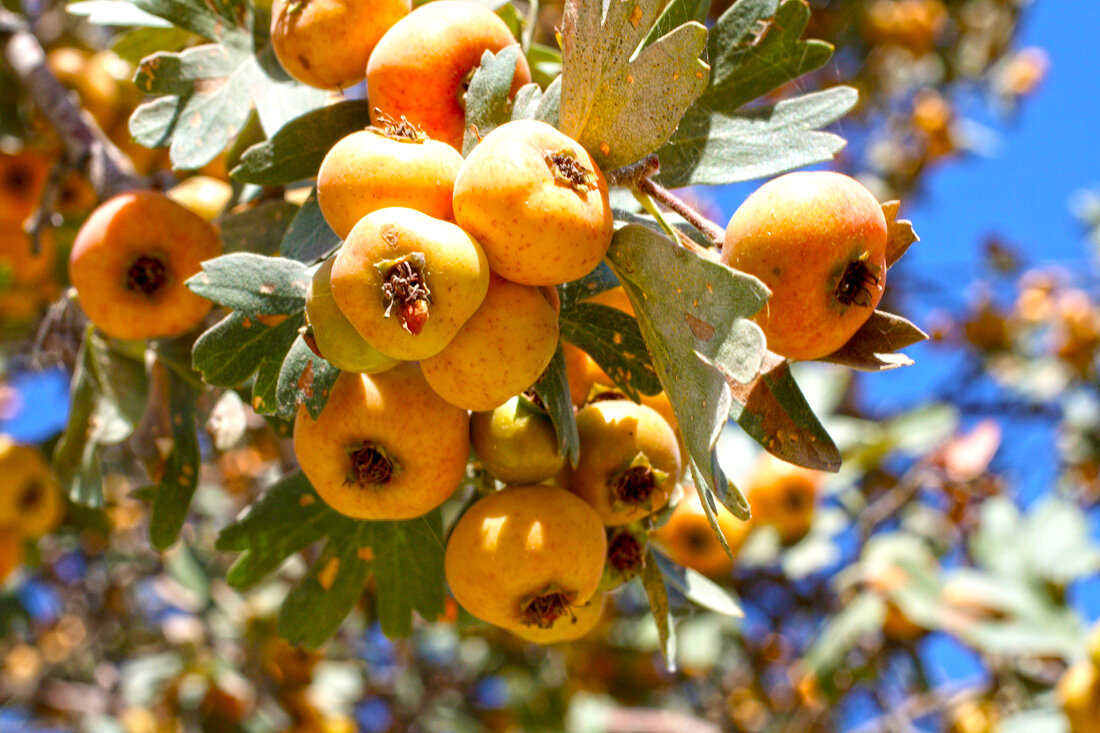 Источник изображения: pro-dachnikov-com-p-boyarishnik-pontiiskii-foto-14