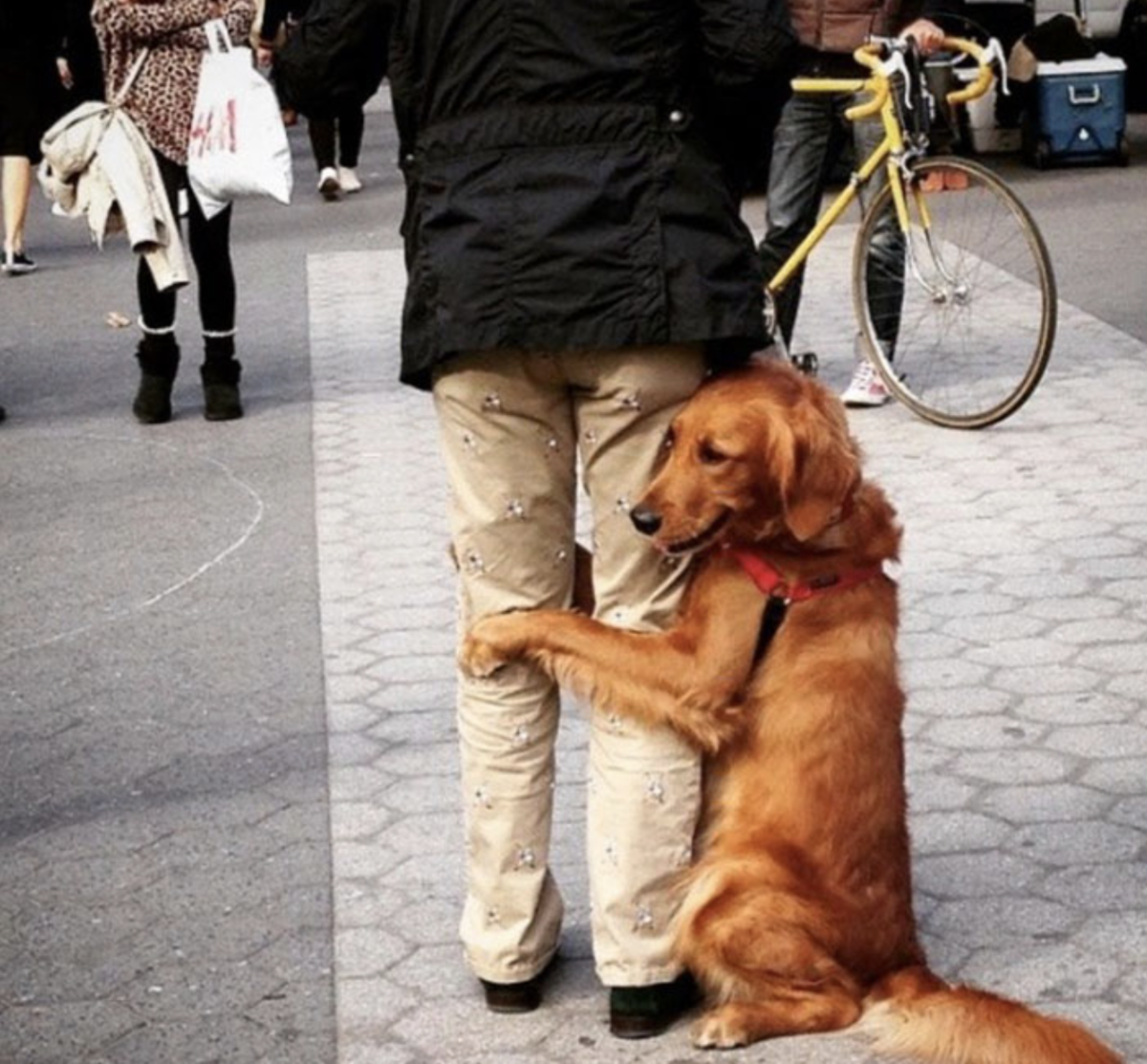 Где можно встретить собак. Золотистый ретривер лубутен. Обнимает собаку. Любовь собаки к человеку. Человек с собачкой.