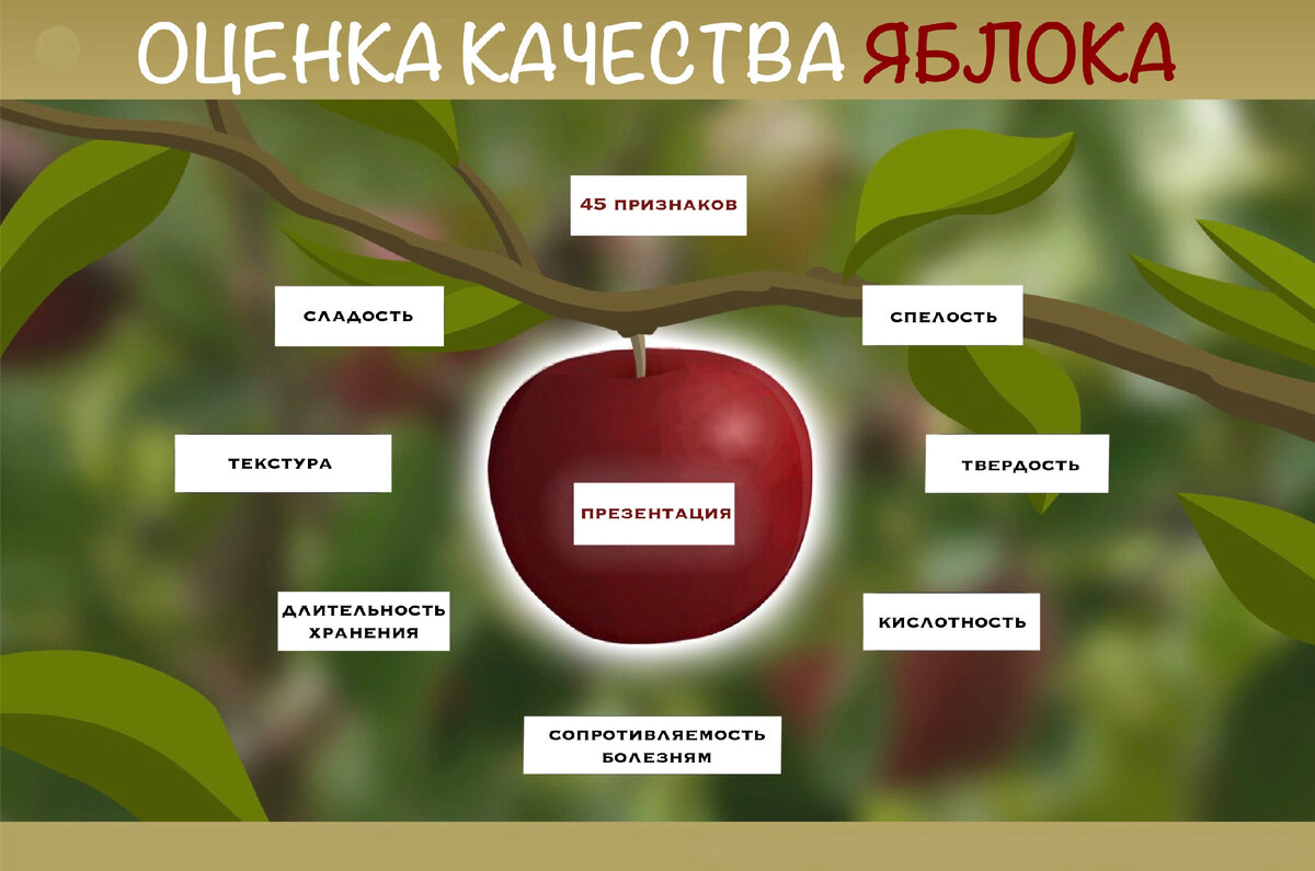 Кислотность яблока