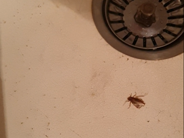 5 эффективных способов как избавиться от тараканов в квартире
