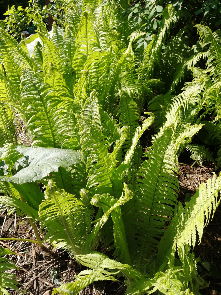 Наш страусник в третьей декаде мая. Такой я уже не продаю, т.к. по дороге сломается, да и сохранить уже непросто