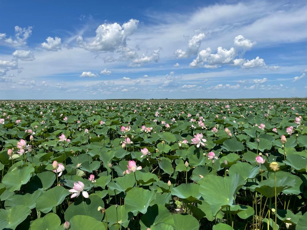 Лотос астрахань