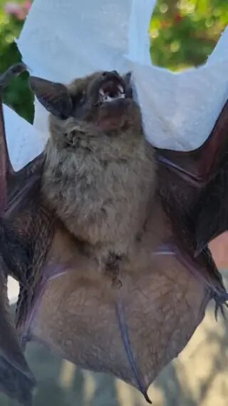 наш 2 гость, Через год история повторилась.