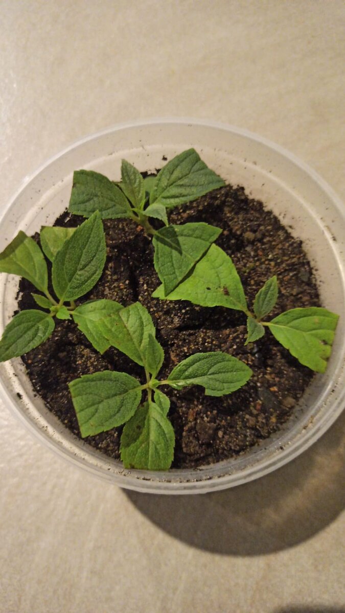 Сегодня 28.09.2023. Они прекрасно себя чувствую.