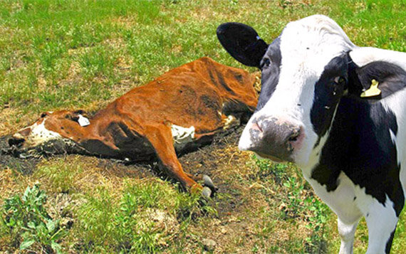 Крупно рогатый скот