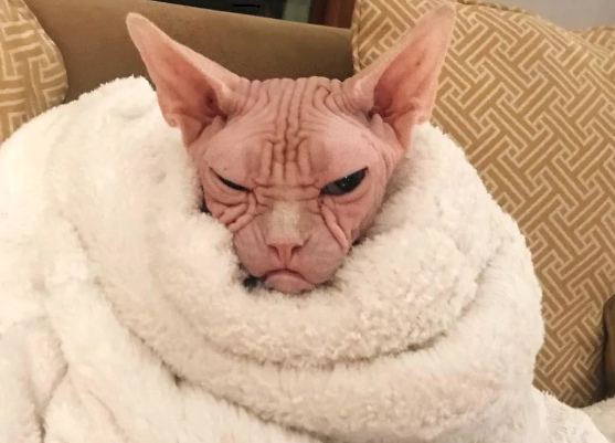 Кот Локи, порода Сфинкс