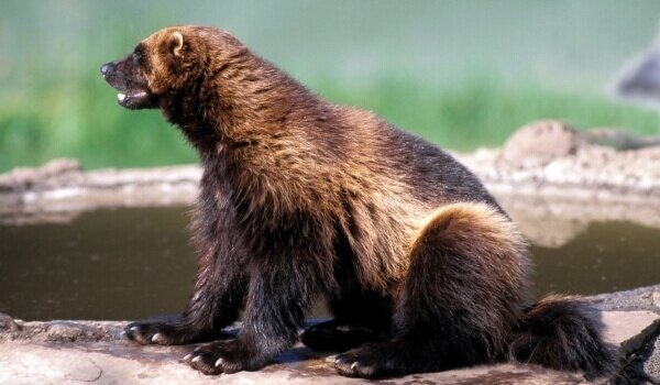 Фото Росомахи