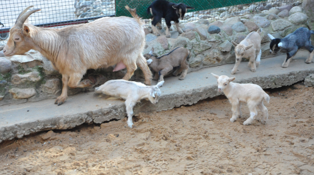 Разве может быть что-то более милое, чем козлятки? :3