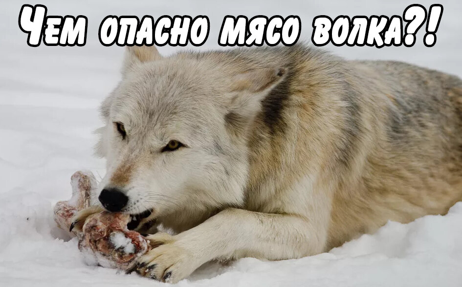 Мясо волка фото