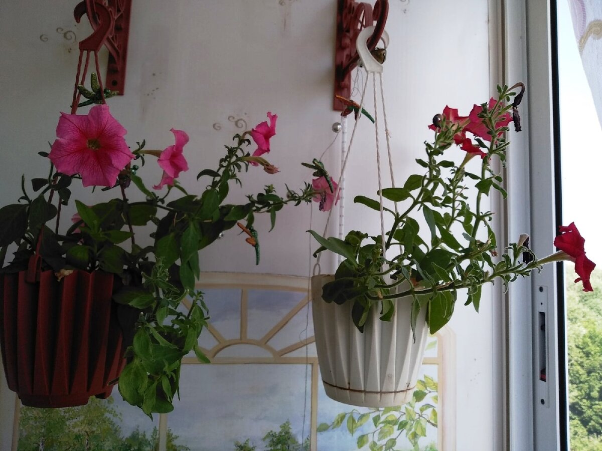 В третьей декаде июня кусты стали терять былое величие