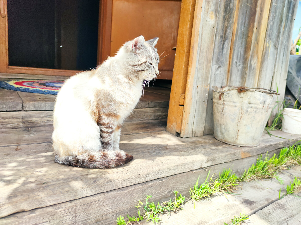 Фото деревенского кота разбойника