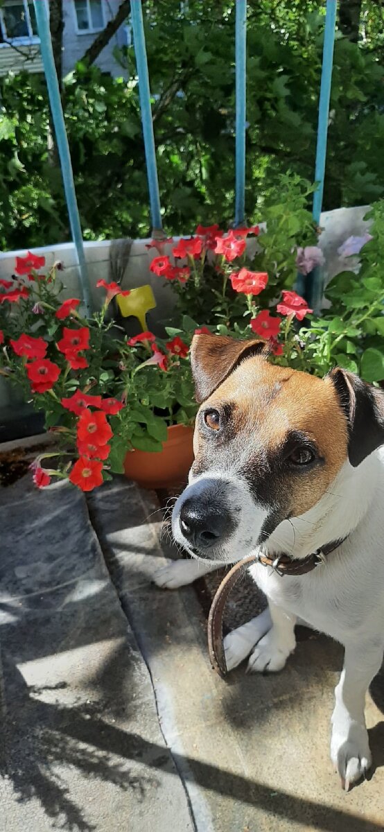 Гуччи греется на солнышке