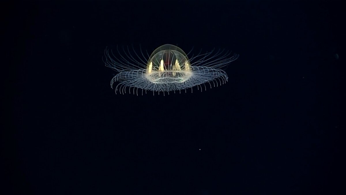 Источник: NOAA 