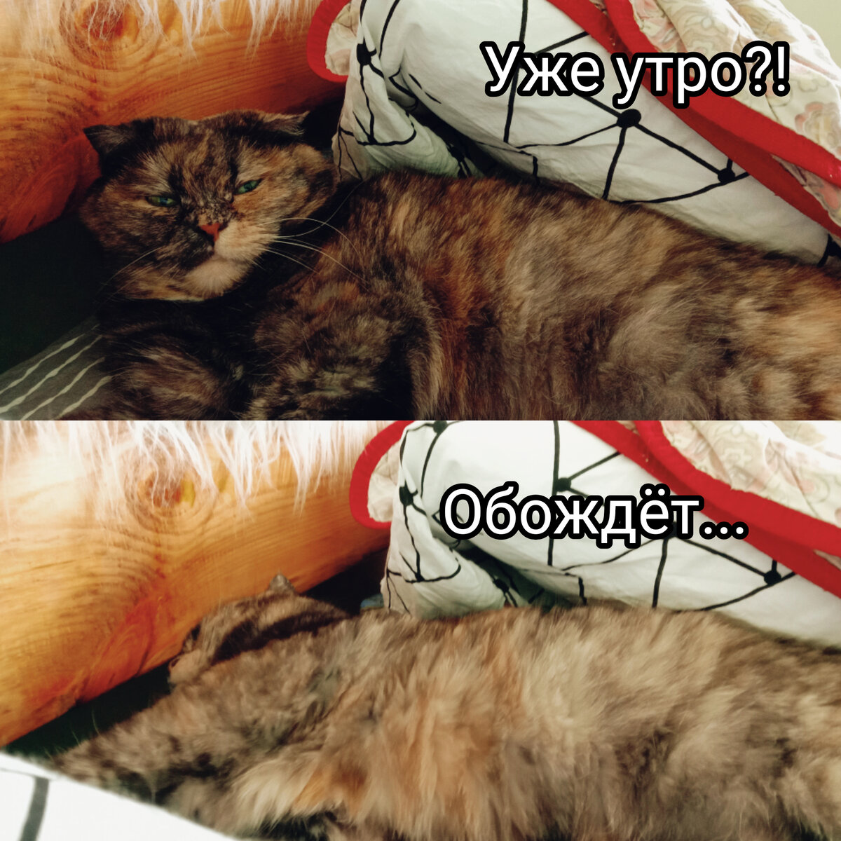 Кошка ответы