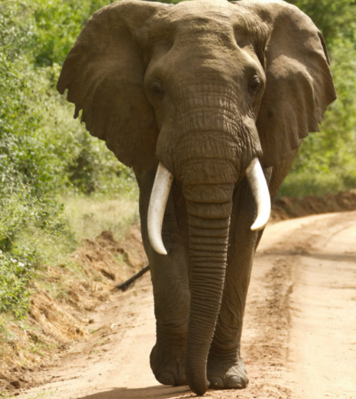 Африканский слон