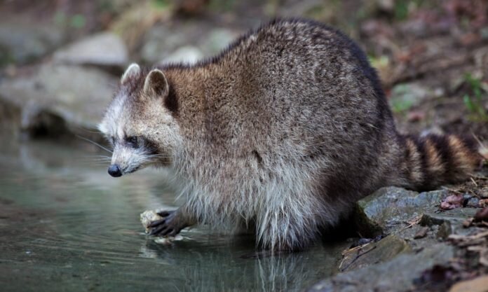                                                          Енот-полоскун