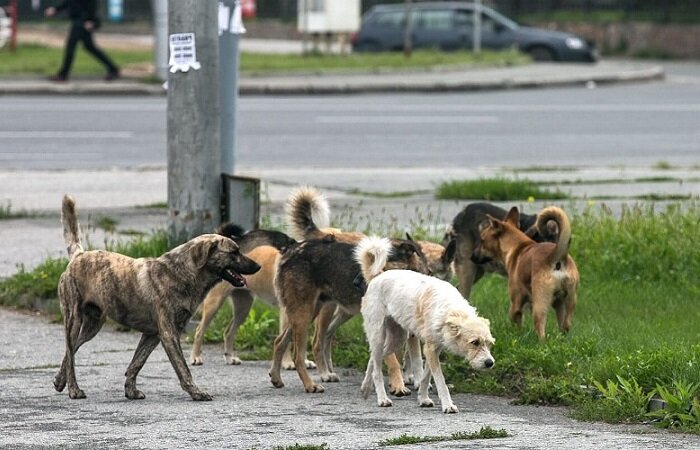 В стае собак есть вожак и своя иерархия l Фото - mskgazeta.ru