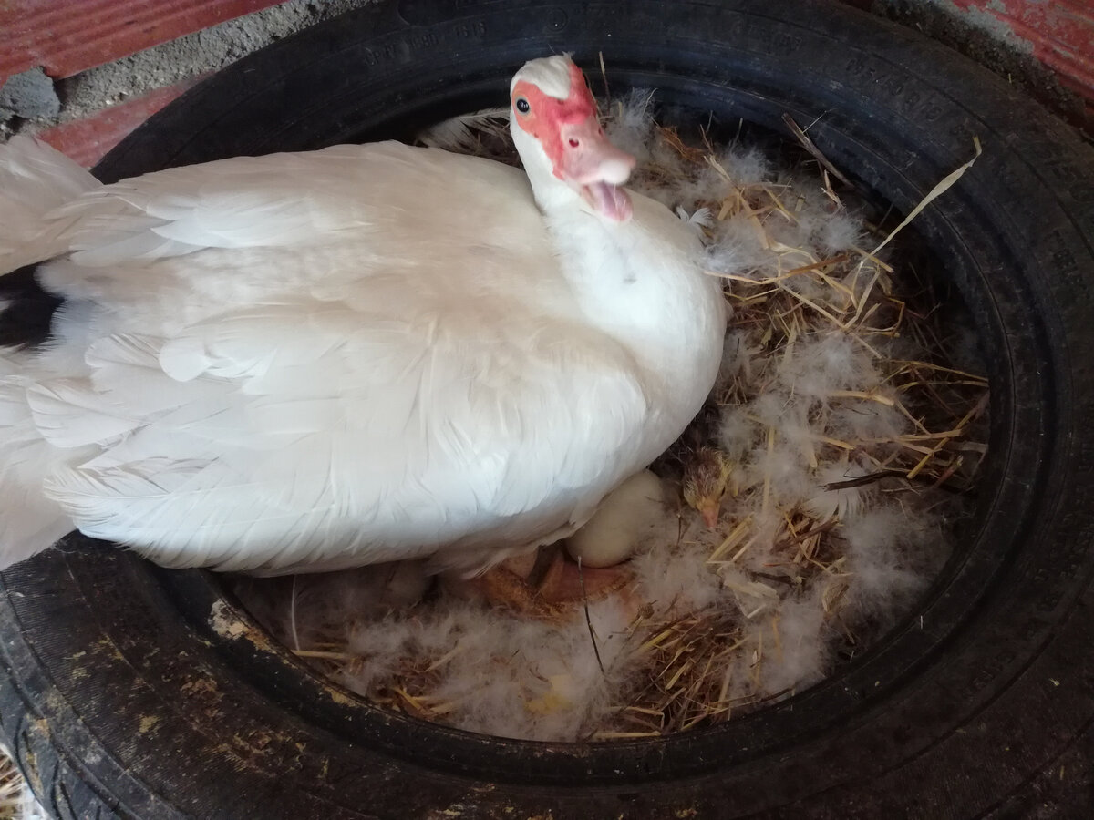 Утиное гнездо из старой шины