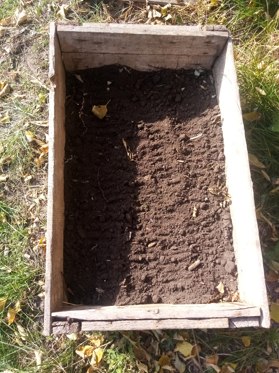 "Опытное поле" для подзимнего сева помидор. Чуть позже укроем сухой травой, весной заменим ее на стекло.