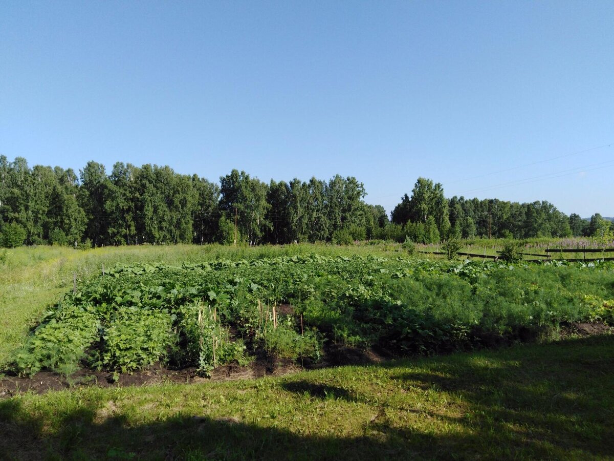 Овощные грядки на картофельном поле.