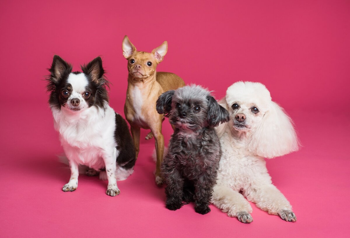 Фото автора Goochie Poochie Grooming Pexels