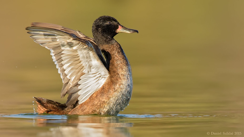 — Куда ты летишь, уточка?
— Подальше от забот и ответственности.  