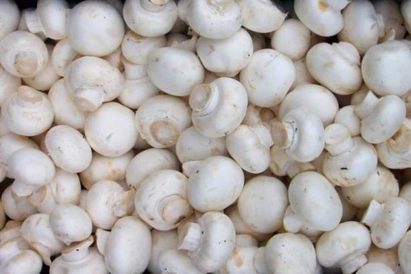 Добавьте описание