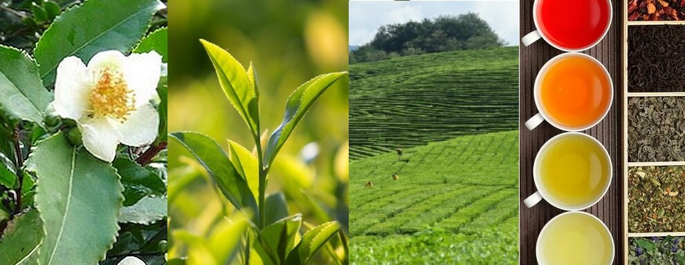 Camellia sinensis, чайные плантации (Мацеста), разные сорта чая