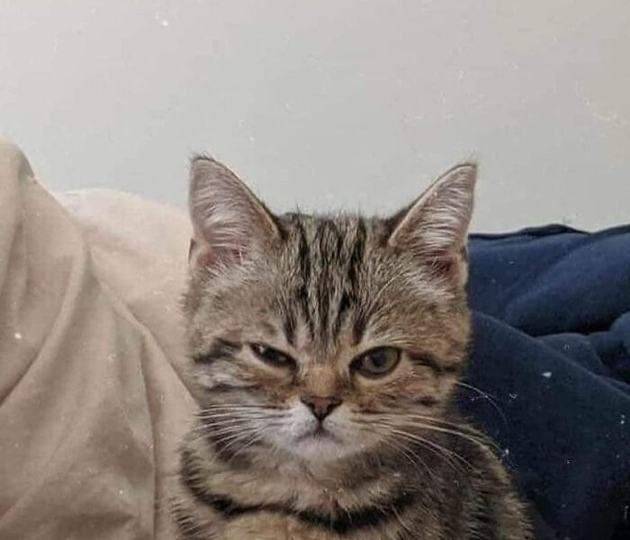 15 смешных фото для поднятия настроения