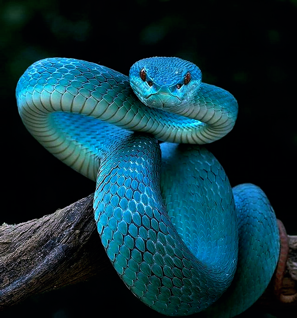 Дикая природа, живая природа
