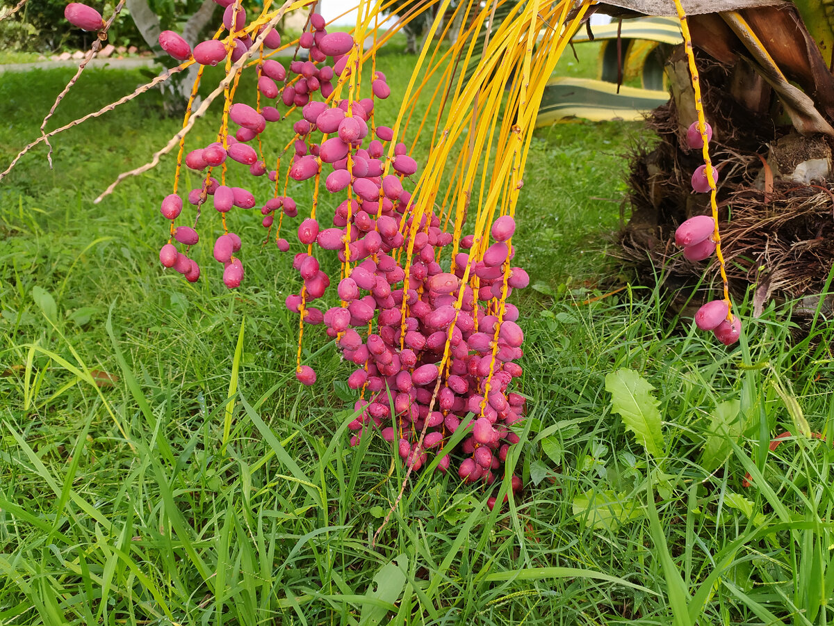 Фото автора Отдых в Абхазии