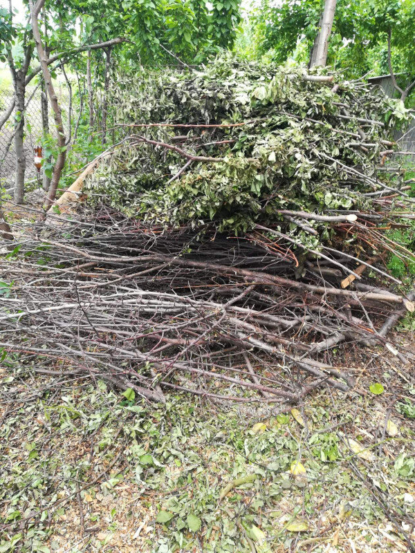 спиленные деревья выбракованных сеянцев временно складирую