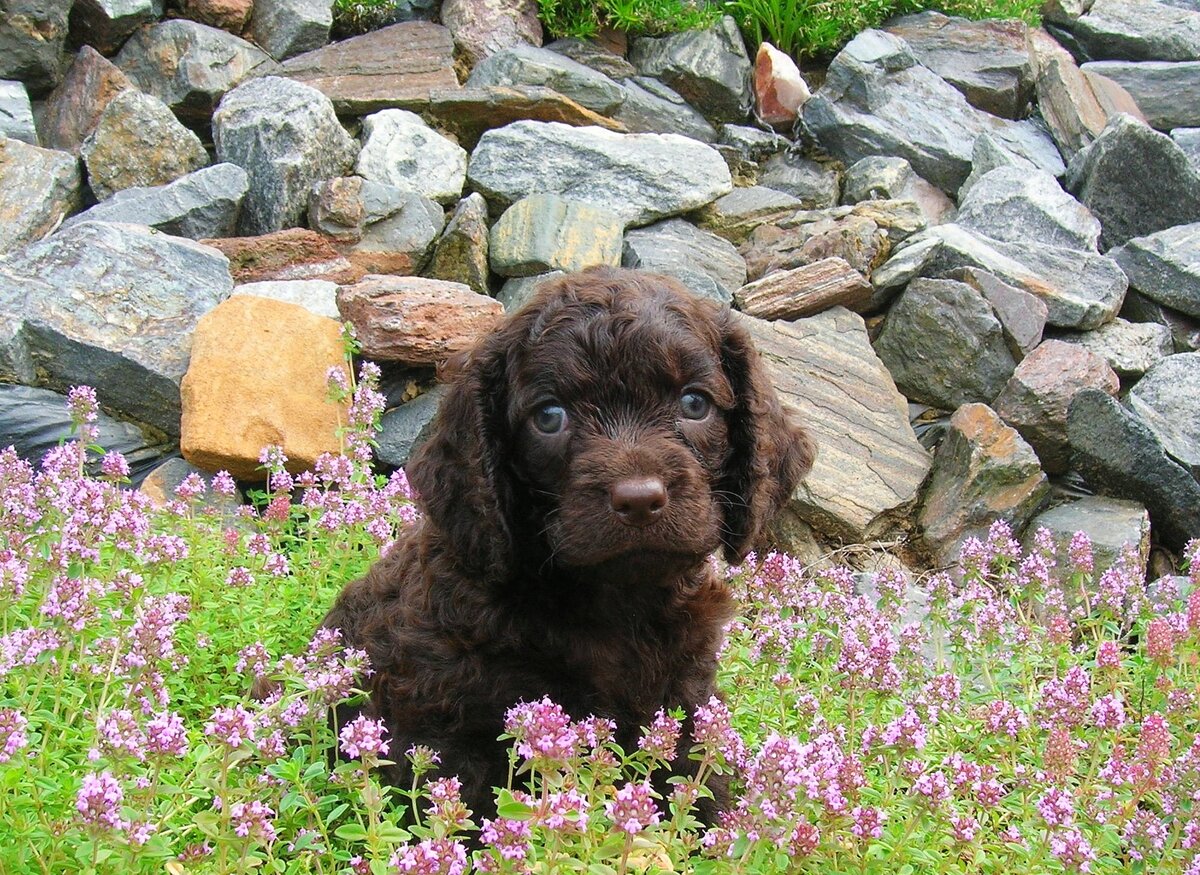 Щеночек американского водяного спаниеля (Фото: https://www.flickr.com/photos/28777226@N04/2683753061/)
