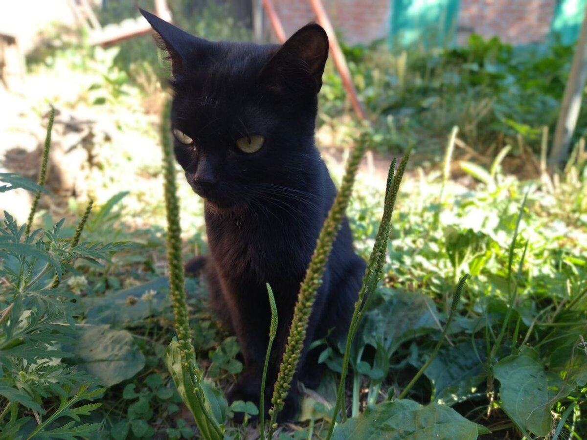 Животные сами находят меня, кошка Листик опять принесла нам в гараж трёх  котят. Знакомьтесь - Тиг, Лео и Мила | Взгляд из под очков в прекрасное  Далёко | Дзен