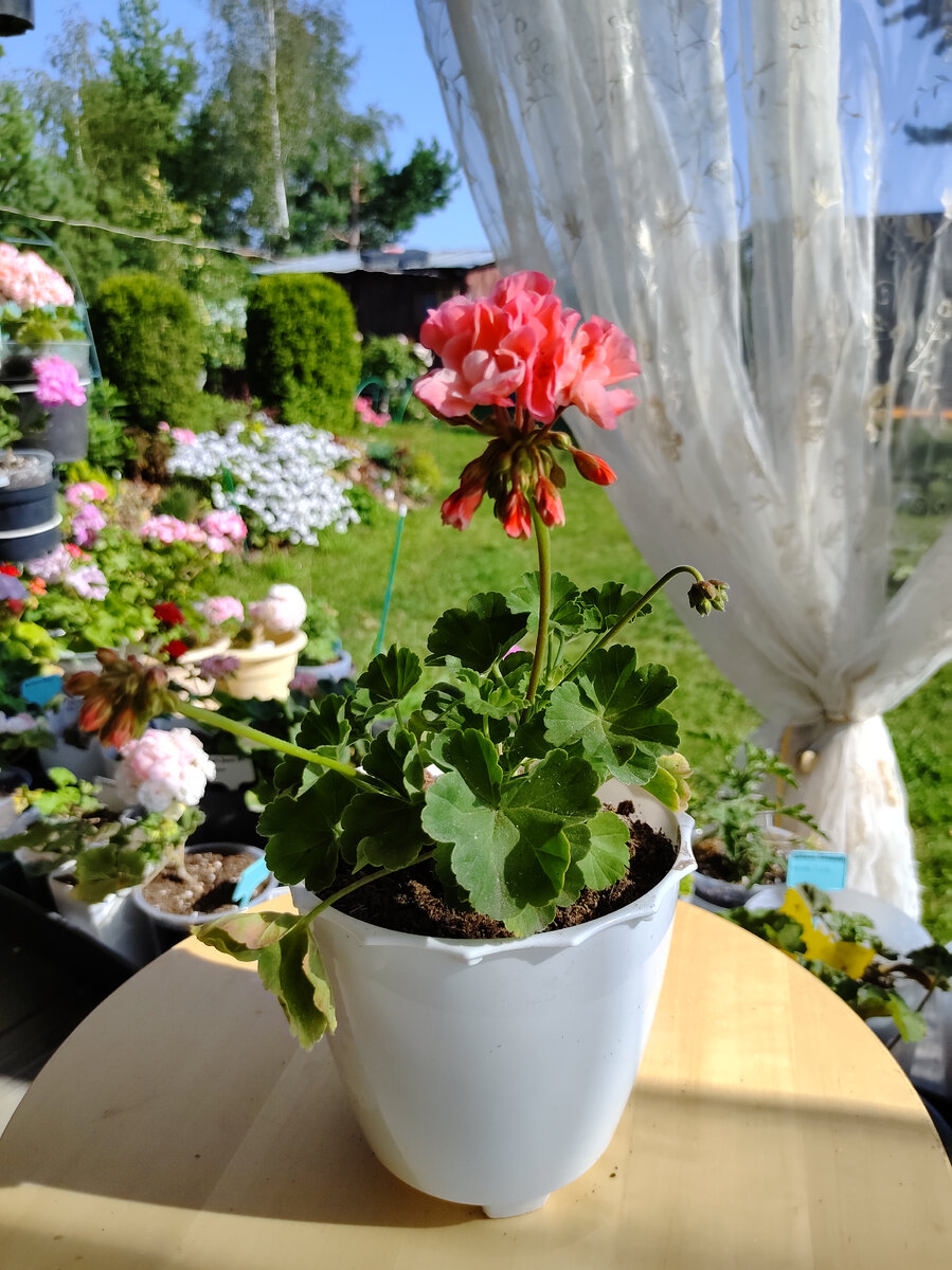 ШЕЛК Аврора