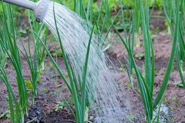 Можно ли сосны поливать холодной водой