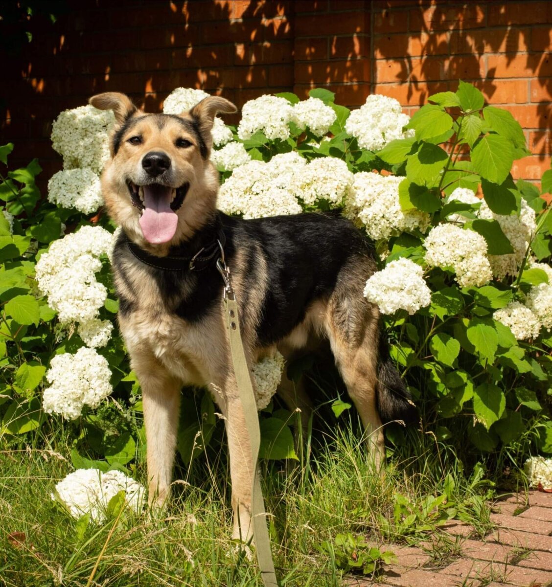 Пёс, улыбающийся новому дню