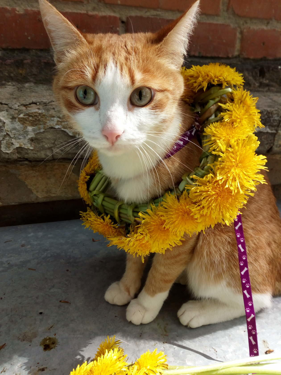 Наша Няша, её давно нет с нами, но память есть, она приносит счастье.